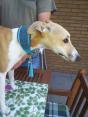 Hund mit Halsband