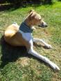 Hund mit Halsband