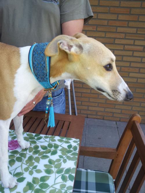Hund mit Halsband