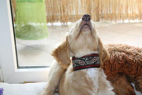 Hund mit Halsband