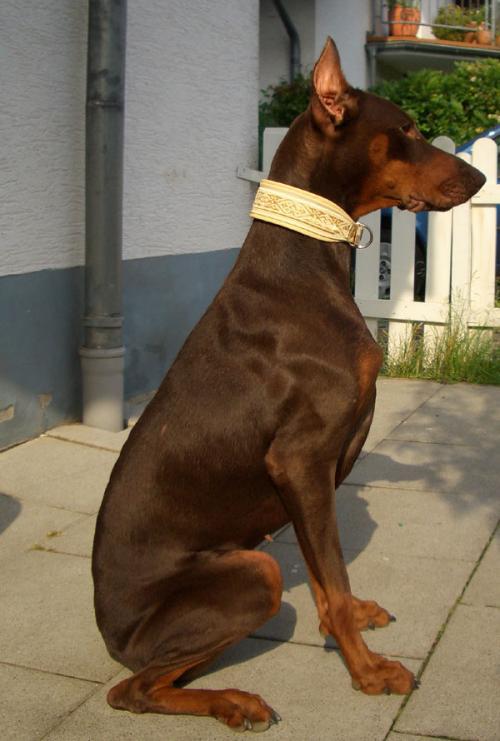 Hund mit Halsband