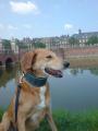 Hund mit Halsband