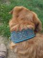 Hund mit Halsband