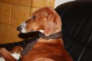 Hund mit Halsband