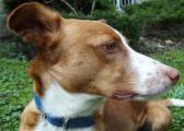 Hund mit Halsband