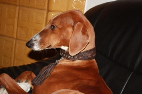 Hund mit Halsband