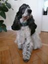 Hund mit Halsband
