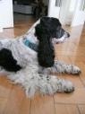 Hund mit Halsband