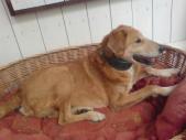 Hund mit Halsband
