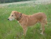 Hund mit Halsband