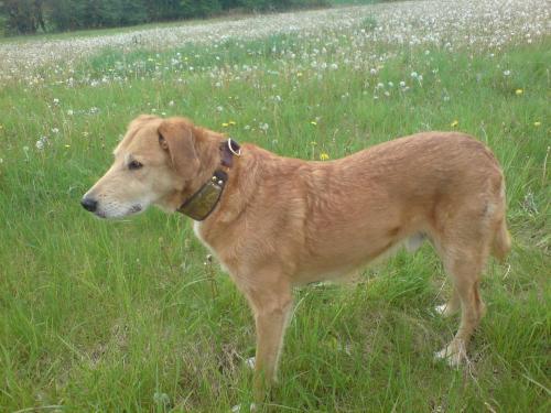 Hund mit Halsband