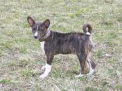 Hund mit Halsband