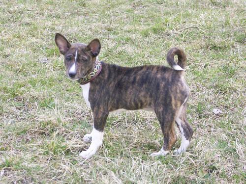 Hund mit Halsband