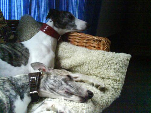 Hund mit Halsband