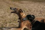 Hund mit Halsband