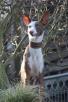 Hund mit Halsband