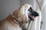 Hund mit Halsband