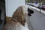 Hund mit Halsband