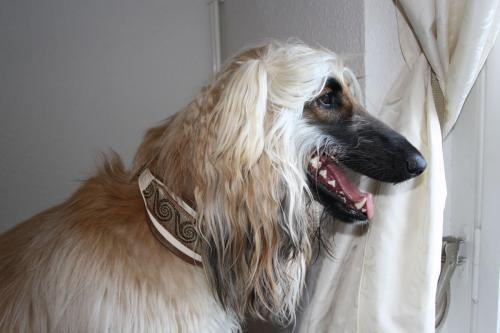 Hund mit Halsband