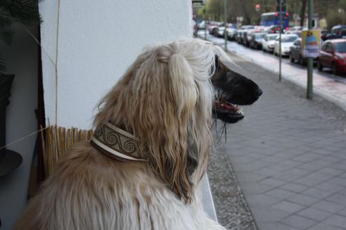 Hund mit Halsband