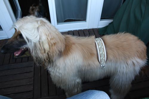 Hund mit Halsband