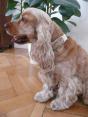Hund mit Halsband