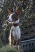 Hund mit Halsband