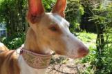 Hund mit Halsband