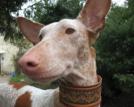 Hund mit Halsband