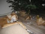 Hund mit Halsband