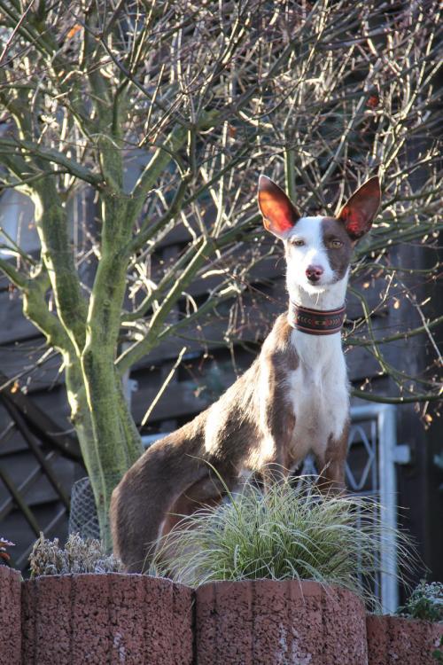 Hund mit Halsband