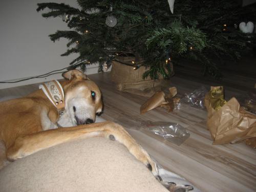 Hund mit Halsband