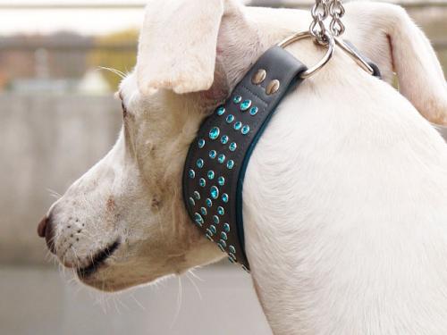 Hund mit Halsband
