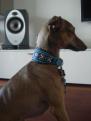Hund mit Halsband