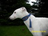 Hund mit Halsband